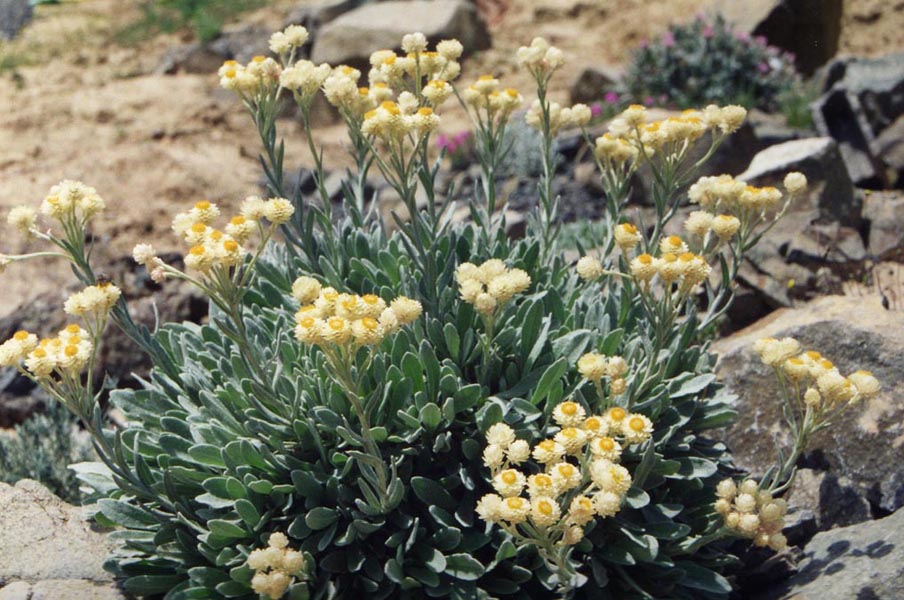 Helichrysum orientale photo
